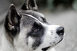 Profile Of Akita Inu Dog