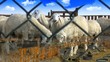 Video: Sheep eat green grass behind the fence with digital transitions Sheep eat green grass behind the fence with digital transitions