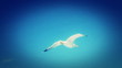 Flying seagull in action