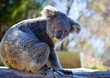 Foto: Koala, Australia Koala, Australia