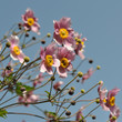 Anemonen