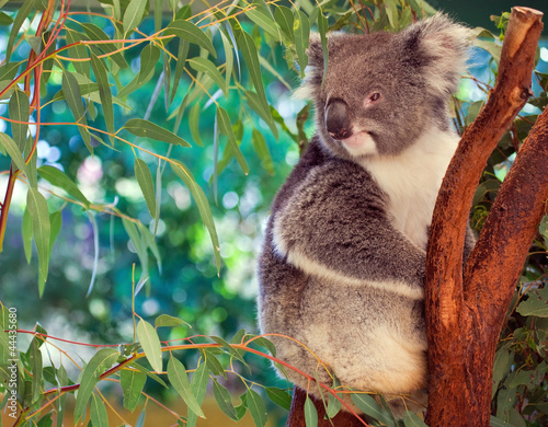 Foto: Koala, Australia Koala, Australia