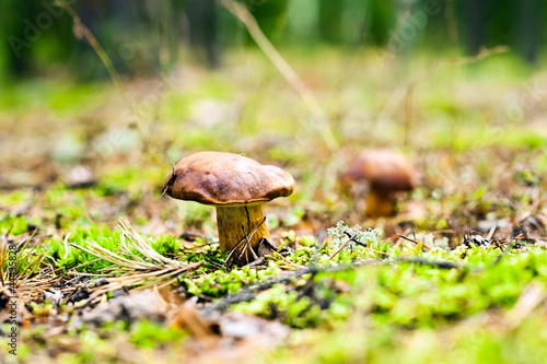 Photo: beautiful mushroom beautiful mushroom