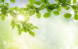 spring background