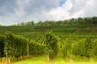 Foto: Alsatian vineyards and hills Alsatian vineyards and hills