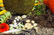 Samenkörner, im Garten selbst gesammelt