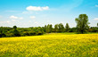 Butterblumen Meer auf einer Wiese