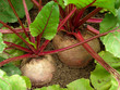 Foto: growing beetroots growing beetroots