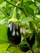 Foto: organic eggplant fruit organic eggplant fruit
