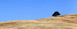 Single Tree on Golden Hill