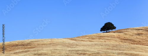 Photo: Single Tree on Golden Hill Single Tree on Golden Hill