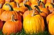 Pumpkins