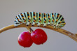 Papilio Machaon