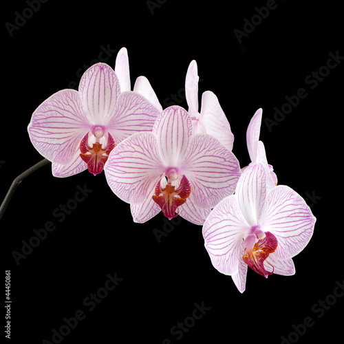 Photo: Beautiful pink orchid black background Beautiful pink orchid black background