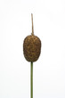 Kleiner Rohrkolben, Typha minima