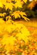 Zuckerahorn in Herbstfärbung
