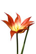 Rote Tulpe