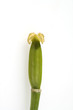 Samenkapsel, Tulpensamen