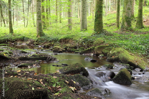 Photo: La petite source en forêt La petite source en forêt