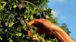 plums picked from tree