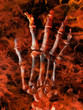 "Für den leg´ ich meine Hand ins Feuer"