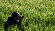 Video: A photographer in a field of wheat A photographer in a field of wheat