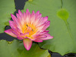 Water lily