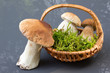 Foto: Steinpilz (Boletus) Steinpilz (Boletus)