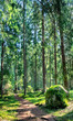 Green forest landscape with sunbeams