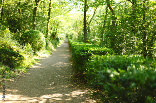 Photo: summer forest with sunlight summer forest with sunlight