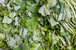 Photo: vegetable vegetable