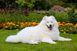 Samoyed dog