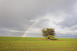 Rainbow over tree