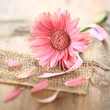Photo: rosa Gerbera - Makro rosa Gerbera - Makro
