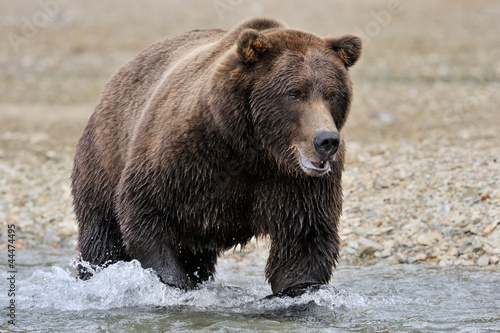 Photo: Grizzly Bear in river catching salmon. Grizzly Bear in river catching salmon.