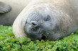 Photo: Elephant Seal relaxing Elephant Seal relaxing