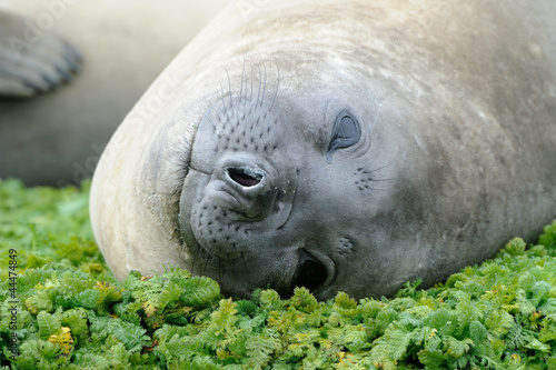 Photo: Elephant Seal relaxing Elephant Seal relaxing