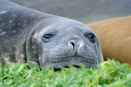 Photo: Elephant Seal relaxing Elephant Seal relaxing