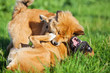 Elo-Welpe und Boxer kämpfen in der Wiese