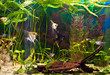 fish angelfish in a tropical fish tank with many plants