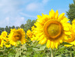 sunflowers