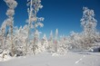 Schneelandschaft