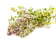 Wild thyme flowers
