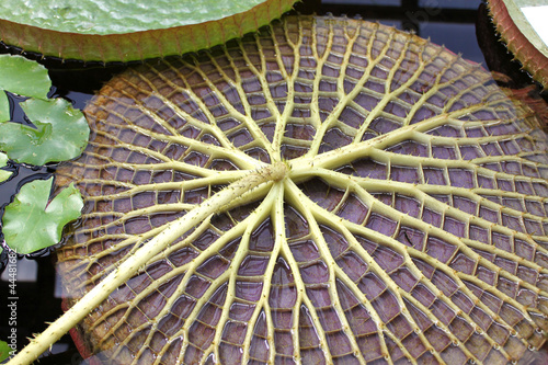 Photo: Victoria amazonica Victoria amazonica