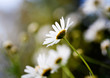 Daisies