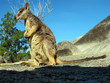 wallaby