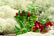 Sweet lingonberries