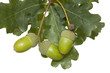 oak acorn