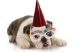 birthday puppy