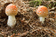 Foto: Amanita muscaria Amanita muscaria
